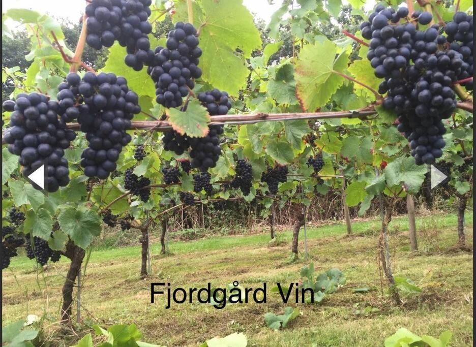 Mindedalen - Idyl Taet Pa Alt Og Helt I Fred Daire Billum Dış mekan fotoğraf